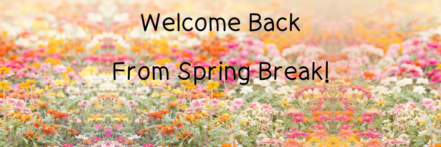 Welcome back from Spring Break text over a field of flowers.